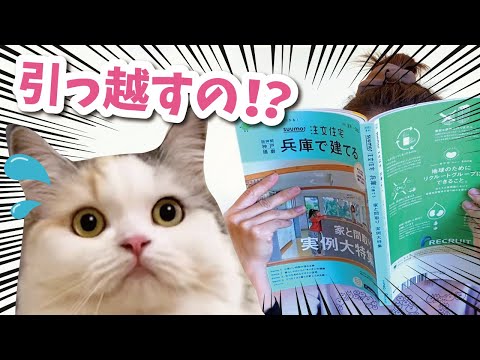 奥さんがついに引越しを検討しだしました…【おしゃべりする猫】