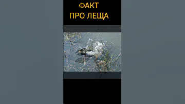 почему леща называют лещом #рыбалка #fish