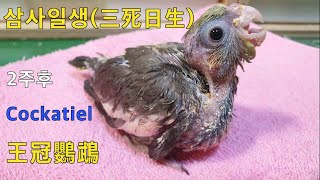 왕관앵무  혼자 남아 2주가 지났어요.(Hand feeding a cockatiel)