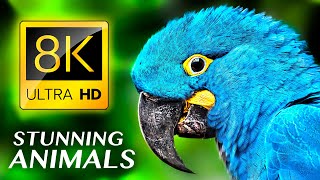 Потрясающие Животные 8K Ultra Hd