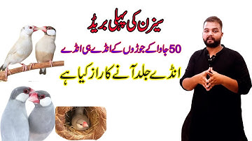 Java Finch First Breeding Progress Season 2022-23|Java Finch Breeding Tips|Java sparrow Care |