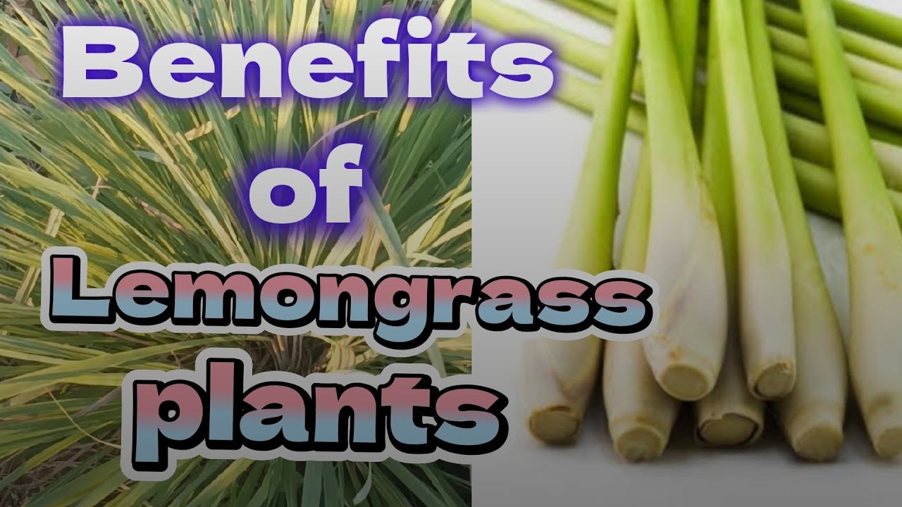 benefits of lemongrass stems 