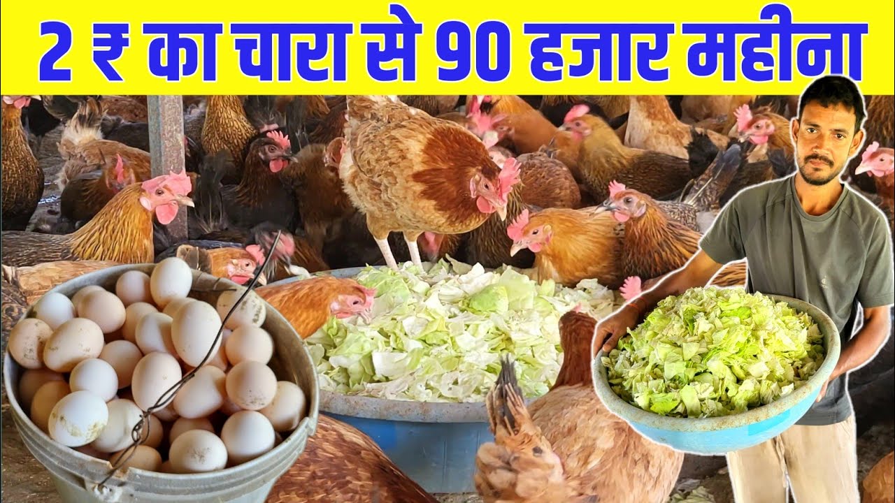 दो रुपए किलों के चारा से सोनाली मुर्गी पालन | sonali murgi palan | murgi palan business