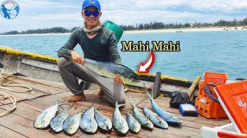 Câu Cá Lớn Tập 2 - Câu Trúng Đàn Cá Dũa (Mahi Mahi)  Đang Săn Mồi | Tiến Bens - Fishing | 4K