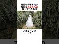 アホウドリの雑学