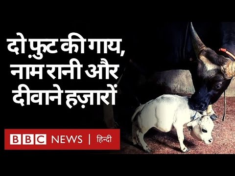 Dwarf Cow Rani : Bangladesh में एक बौनी गाय कैसे बनी सिलेब्रिटी? (BBC Hindi)