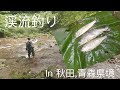 好喜心（こうきしん）vol11 ソロ渓流釣り in 秋田、青森の県境某所