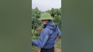 Anh  Em Đến Thăm Vườn Vải Thiều Lục Ngạn