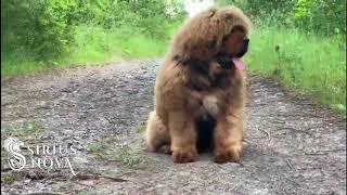 Tibetan mastiff - AVAILABLE 4,5 months old boy by Sirius Nova 2,924 views 4 years ago 15 seconds