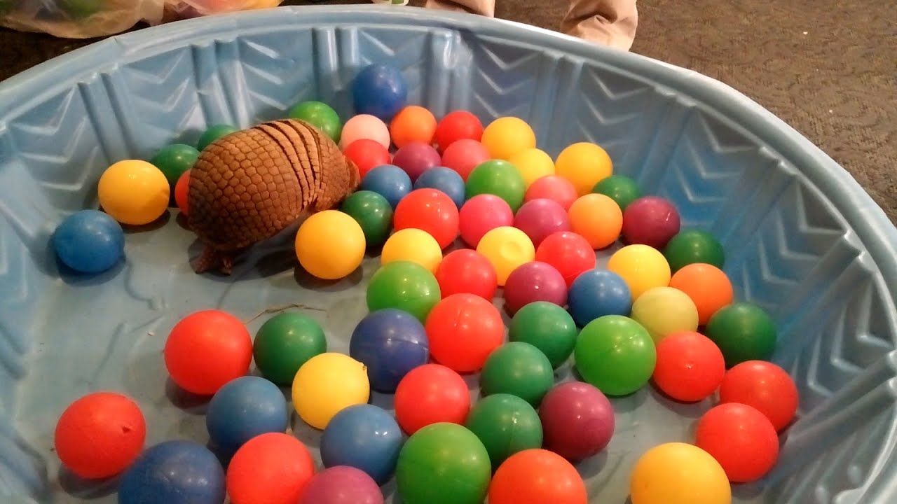 Armadillo Balls Out at Capitol Hill Zoo Reception YouTube
