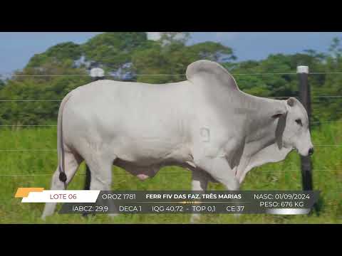 LOTE 06 1781