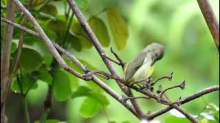 Burung cabe hutan di alam liar (Bebas klaim hak cipta)