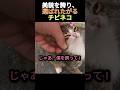 美貌を誇り、選ばれたがるチビネコ   #猫 #子猫 #動物 #野良猫 #猫好き