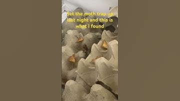Moth trapping 15 September 2023 #insects #nature