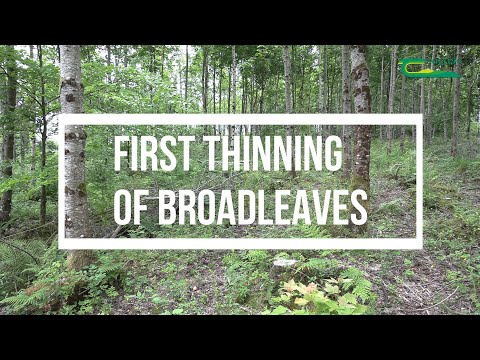 First Thinning of Broadleaves
