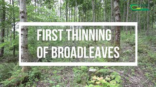 First Thinning of Broadleaves