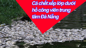 Cá chết xếp lớp dưới hồ công viên trung tâm Đà Nẵng [Tin tuc thoi su moi nhat hom nay]