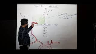 Suboccipital triangle - Lecture