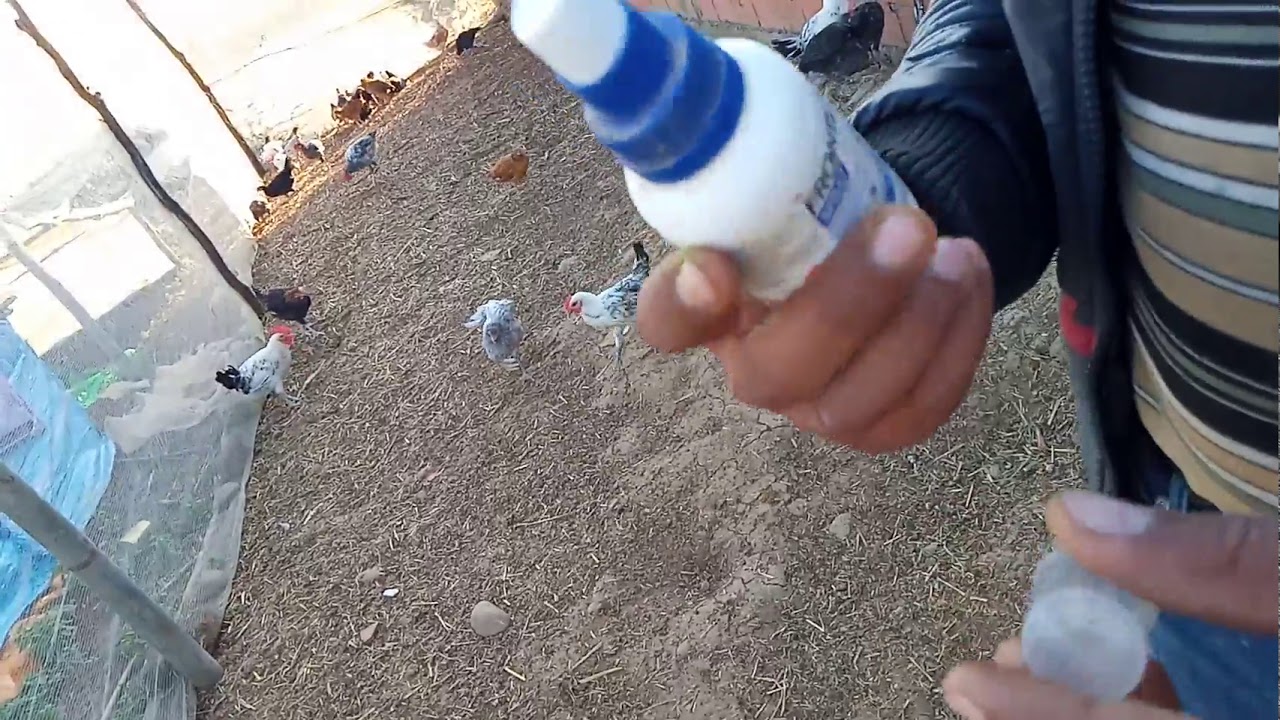 العلاج النهائي للبرغوت و القمل و كل الحشرات عند الدجاج البلدي و السلالات