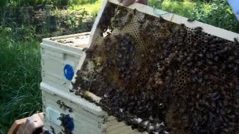 Rubber Band Comb Holder Success!