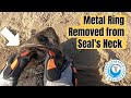 Solid Ring Stuck Around Seal's Neck (Triple Rescue)