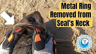 Solid Ring Stuck Around Seal's Neck (Triple Rescue)