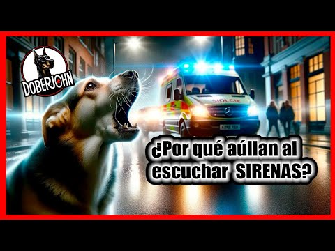 Video: ¿Qué vacunas de cachorro se requieren legalmente?