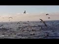 Spotted Dolphins &amp; Sea Birds Hunting