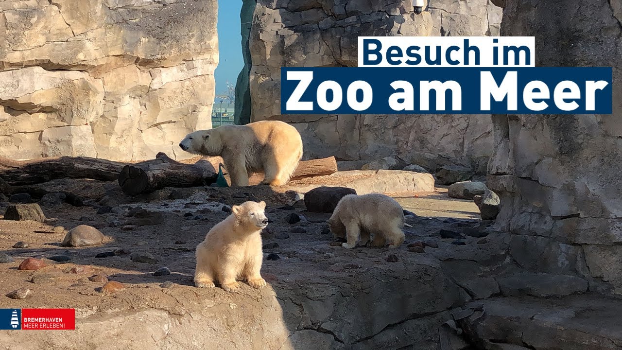 Besuch im Zoo am Meer Bremerhaven YouTube