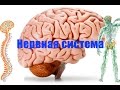 Нервная система. Вводная часть.