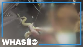 Florida firefighters rescue giant python from man’s car dashboard