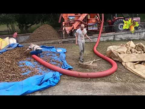 Video: Anbau Von Haselnüssen