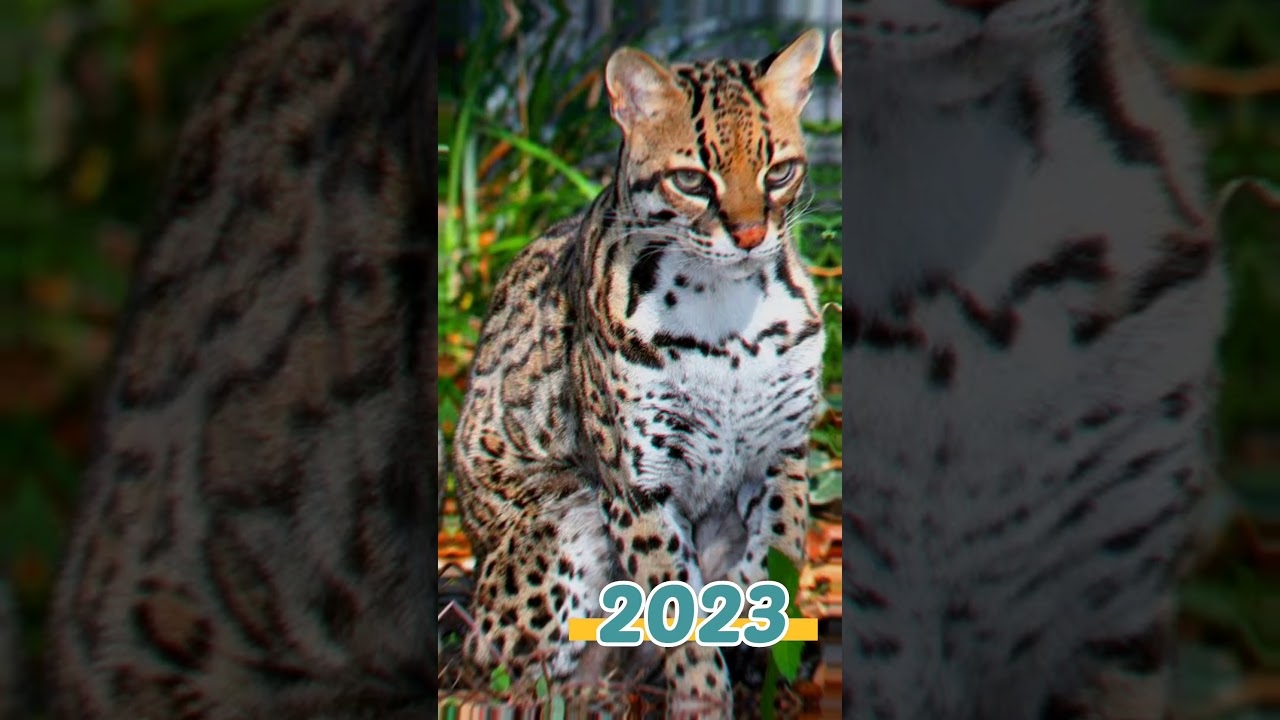 2023 ocelot and 5000 bce ocelot | Animal Evolution World | 