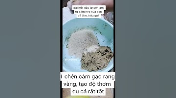 Bài mồi câu lance làm từ cám heo #cauca #dammecauca #fishing #fishingvideo #moicauca #moicau #câucá