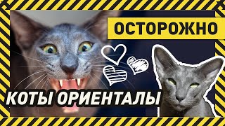 ОРИЕНТАЛЬНАЯ КОШКА  'ЗА' ИЛИ 'ПРОТИВ'? Отзыв хозяйки о двух ориенталах