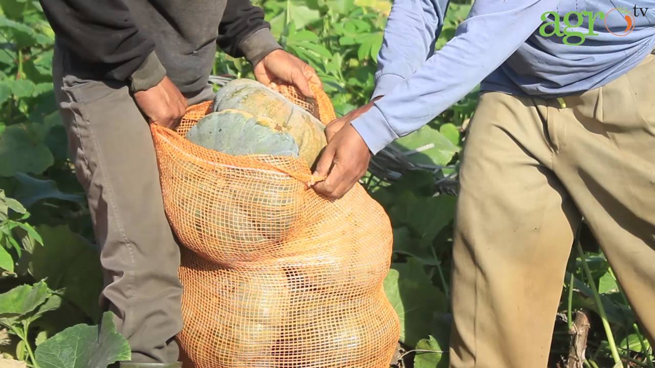 Manisnya Laba Dari Labu Parang
