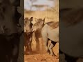Stranger trespasses on wild boar territory. #funnymoments #animals