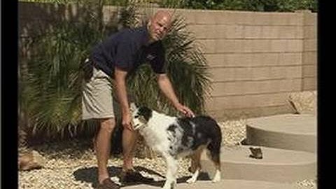 How to Train a Puppy : Demonstrating the Off Command to a Dog