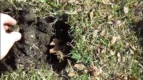 Minelab E-trac finds Massive Gold Ring!!!