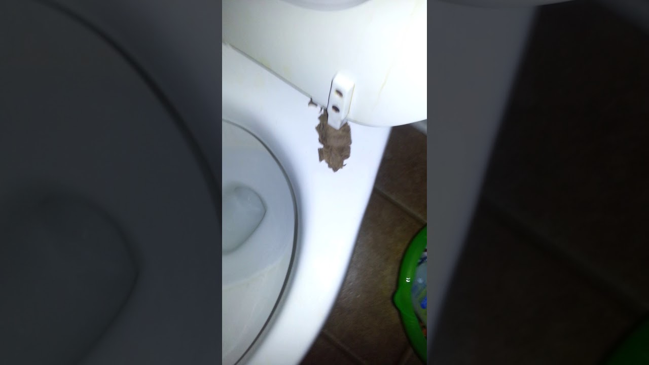 Toilet prank YouTube