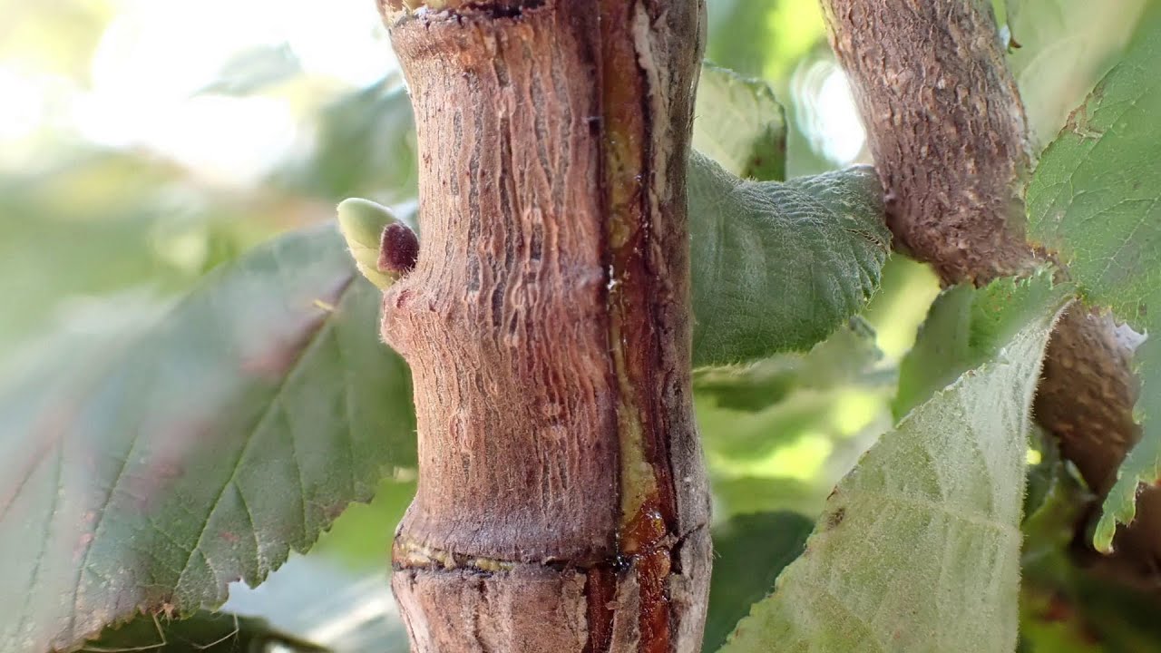 innesto del nocciolo su corylus colurna , innesto a gemma dormiente a 