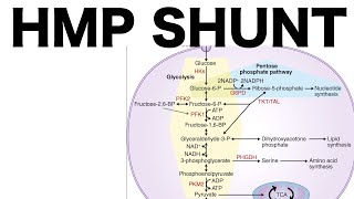 HMP Shunt (Pentose Pathway)