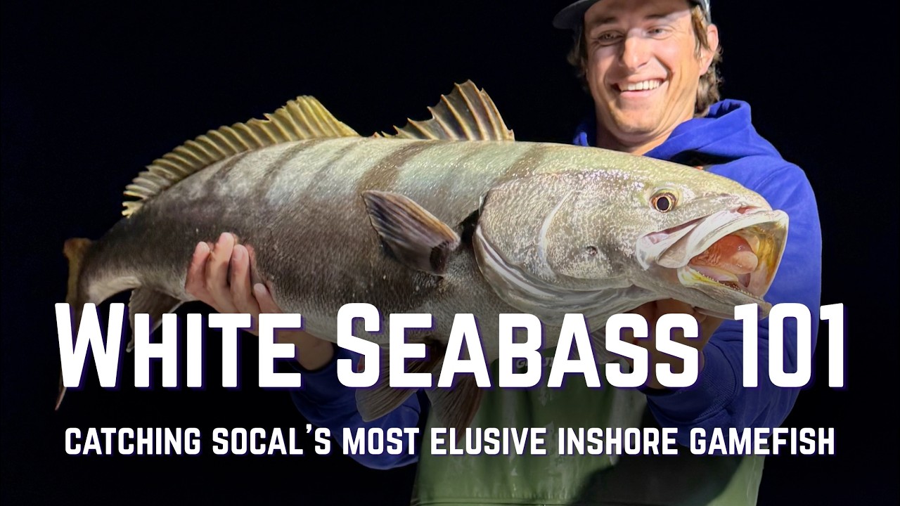 White Seabass 101 | Tips to Catch SoCal's Most Elusive Inshore Gamefish