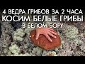 4 ВЕДРА ГРИБОВ ЗА 2 ЧАСА / КОСИМ БЕЛЫЕ ГРИБЫ В БЕЛОМ БОРУ