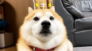 わしゃわしゃをやめると惑星からの信号を受信する柴犬