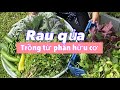 Thu hoạch nào dưa leo, ớt, cần nước, húng lủi, tía tô, tần ô, rau má đầu mùa | Harvest vegetables