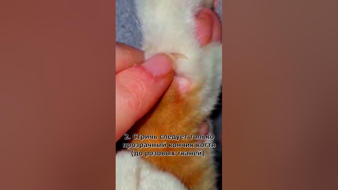 С какого возраста можно стричь когти котенку. С какого возраста можно стричь когти котенку