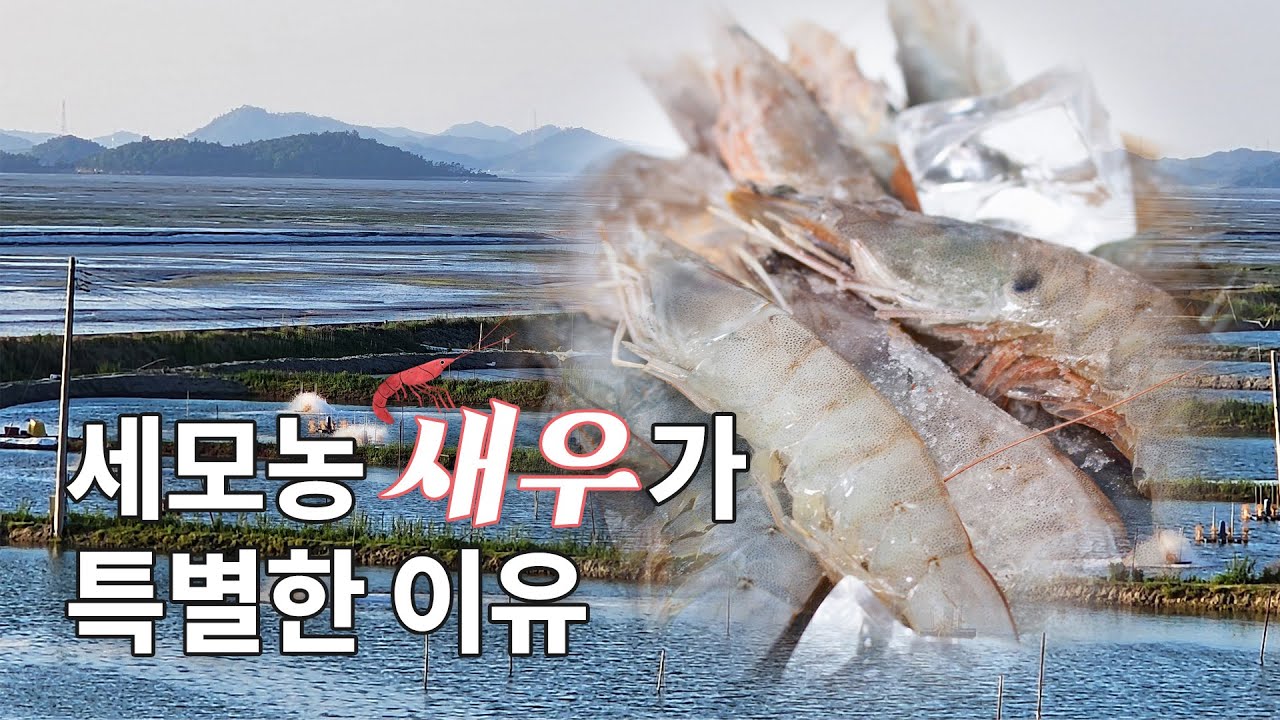 [세모농] 저희 새우는 이렇게 키웁니다🦐
