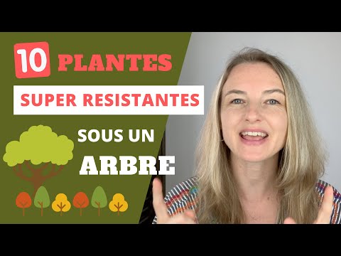 Vidéo: Planter sous les arbres - Quelles plantes ou fleurs poussent bien sous un arbre