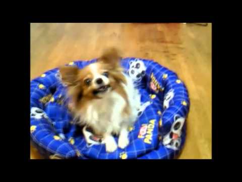 バーン 死んだふりの芸をする みんと パピヨン 犬 Youtube